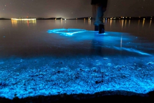 Auckland: Bioluminescence Kayak Tour
