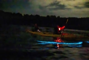 Auckland: Excursión en Kayak por la Bioluminiscencia