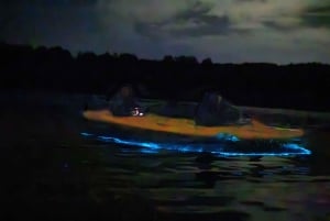 Auckland: Excursión en Kayak por la Bioluminiscencia