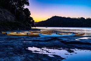 Auckland: Wycieczka kajakiem po bioluminescencji