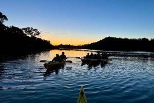 Auckland: Wycieczka kajakiem po bioluminescencji