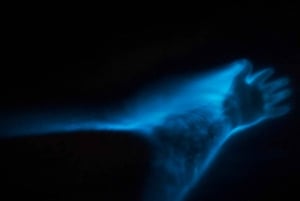 Auckland: Bioluminescence Kayak Tour