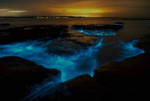 Auckland: Wycieczka kajakiem po bioluminescencji