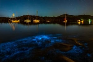 Auckland: Excursión en Kayak por la Bioluminiscencia