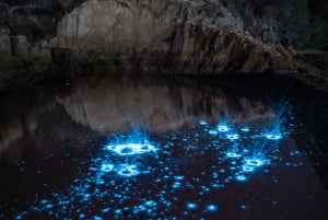 Auckland: Wycieczka kajakiem po bioluminescencji