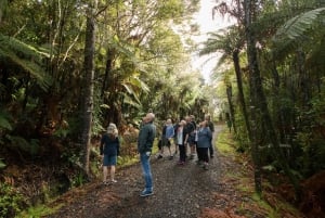 Ciudad de Auckland, Playas y Selva Tropical Premium Tour en grupo reducido