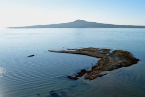 Auckland: Hoogtepunten van de stad en Native Forest Experience