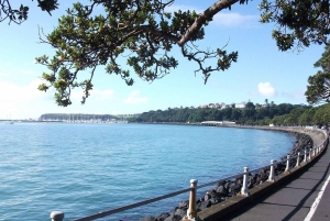 Auckland: Hoogtepunten van de stad en Native Forest Experience