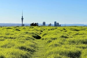Auckland City Sightseeing