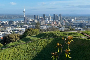 AUCKLAND: Half-Day CITY HIGHLIGHTS TOUR - Mt.Eden, Tamaki Dr