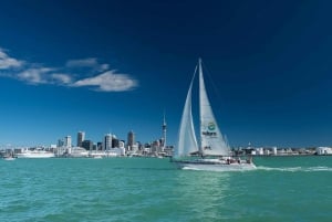 1,5 timers seilcruise i Auckland Harbour