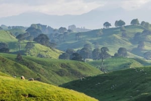 Auckland: Hobbiton Movie Set Tour & Buffet Lunch Combo