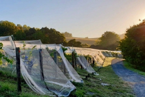 Auckland: Vinsmaking og skulpturvandring