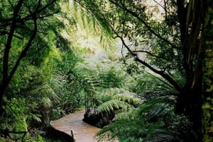 Auckland: Wijnproeverij en sculpturen wandeling