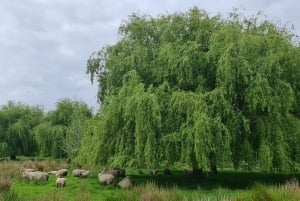 Aucklandin luontoretki