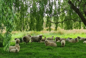 Auckland Nature Tour