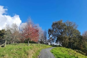 Auckland Nature Tour