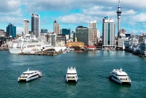 Auckland: Naturskønt sightseeing-krydstogt i havnen