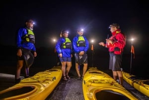 Auckland: Excursión nocturna y al atardecer en kayak de mar a la isla de Rangitoto