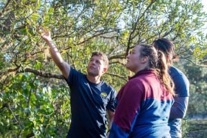 Auckland: Zachód słońca i nocna wycieczka kajakiem morskim na wyspę Rangitoto