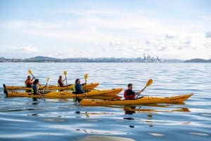 Auckland: Excursión nocturna y al atardecer en kayak de mar a la isla de Rangitoto