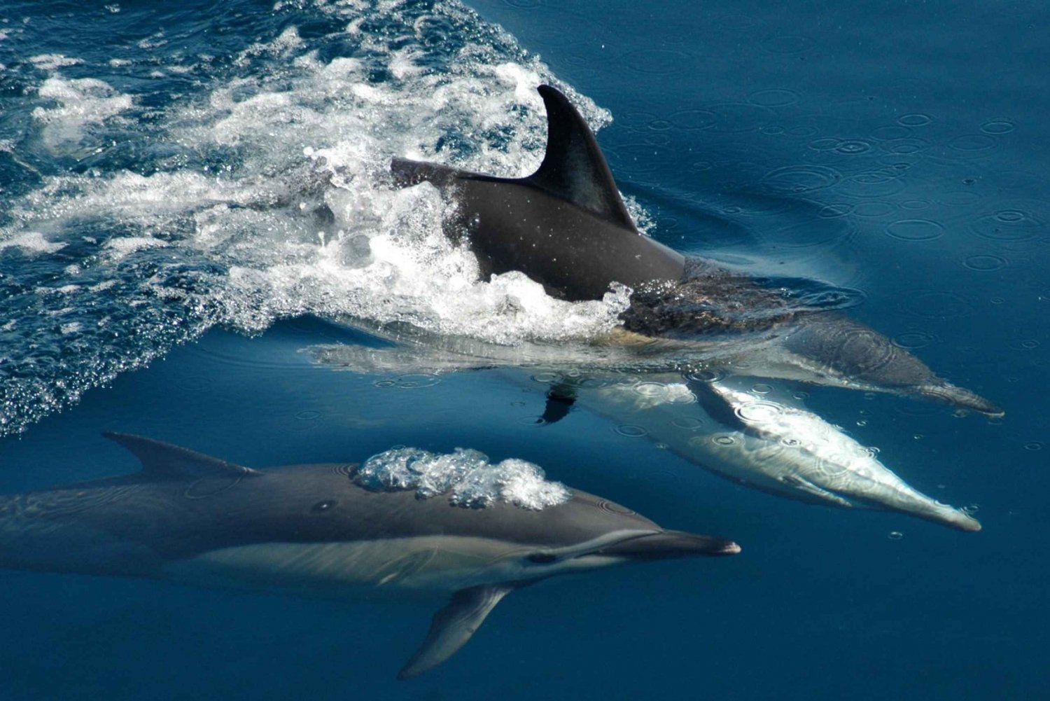 奥克兰:提卡帕莫阿纳鲸鱼和海豚野生动物游船
