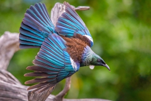 Auckland: Prom na wyspę Tiritiri Matangi