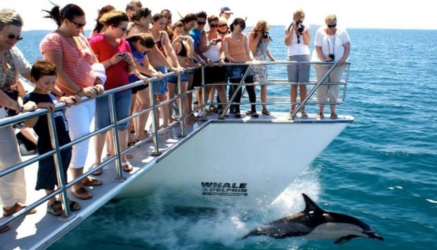Auckland 鲸鱼 and Dolphin Safari