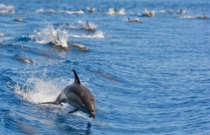 奥克兰 鲸鱼 and Dolphin Safari