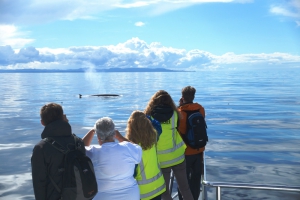 奥克兰鲸鱼和海豚之旅