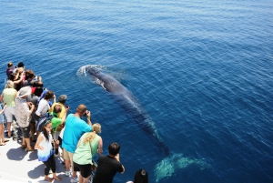 奥克兰鲸鱼和海豚之旅