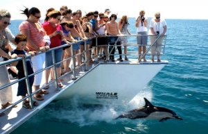 奥克兰 鲸鱼 and Dolphin Safari