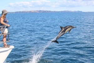 奥克兰:观赏鲸鱼和海豚的半日生态游船