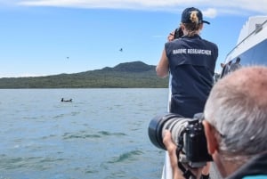 奥克兰:观赏鲸鱼和海豚的半日生态游船