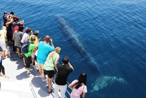 Auckland: Whale and 海豚 Watching Half-Day Eco Cruise