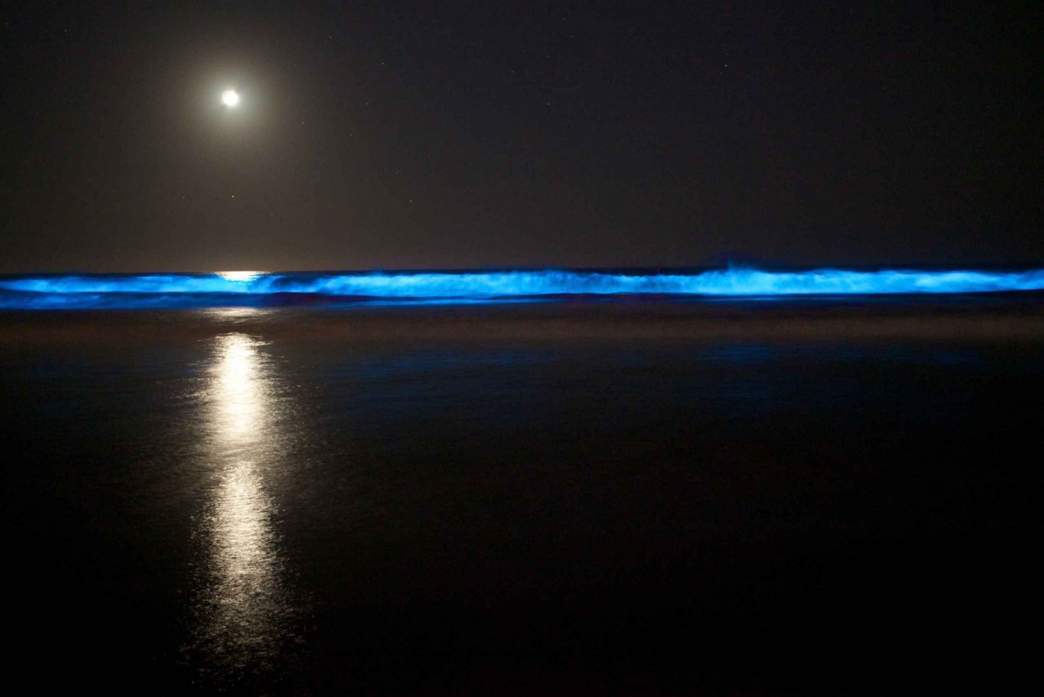 奥克兰:夜间生物发光皮艇之旅，收费