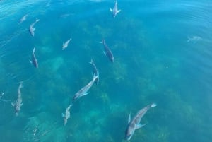 Au départ d'Auckland : Excursion d'une journée dans les îles Aldermen (Ruamaahu)