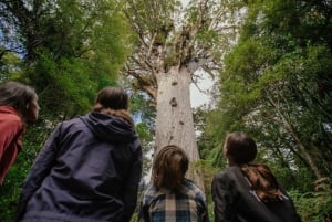 Da Auckland: Tour e crociera di 2 giorni nella Baia delle Isole