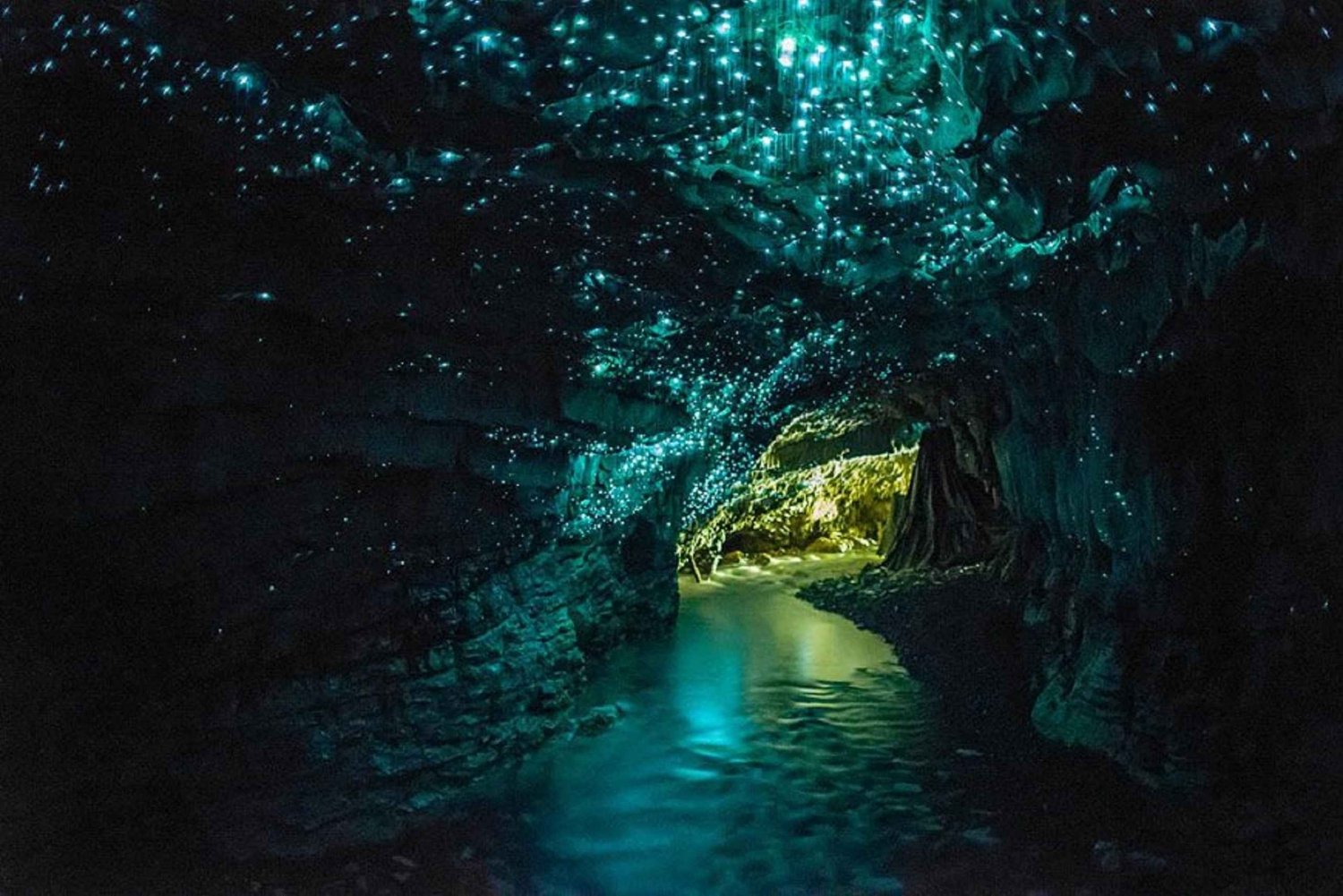 Au départ d'Auckland : Excursion à la journée aux grottes des vers luisants de Waitomo