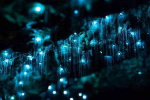 De Auckland: Viagem de 1 dia para Waitomo Glow Worm Caves