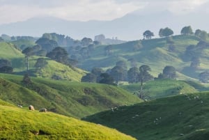 Da Auckland: Set cinematografico di Hobbiton e tour delle grotte di Waitomo