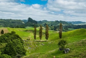 Fra Auckland: Hobbiton og Waitomo dagstur med frokost