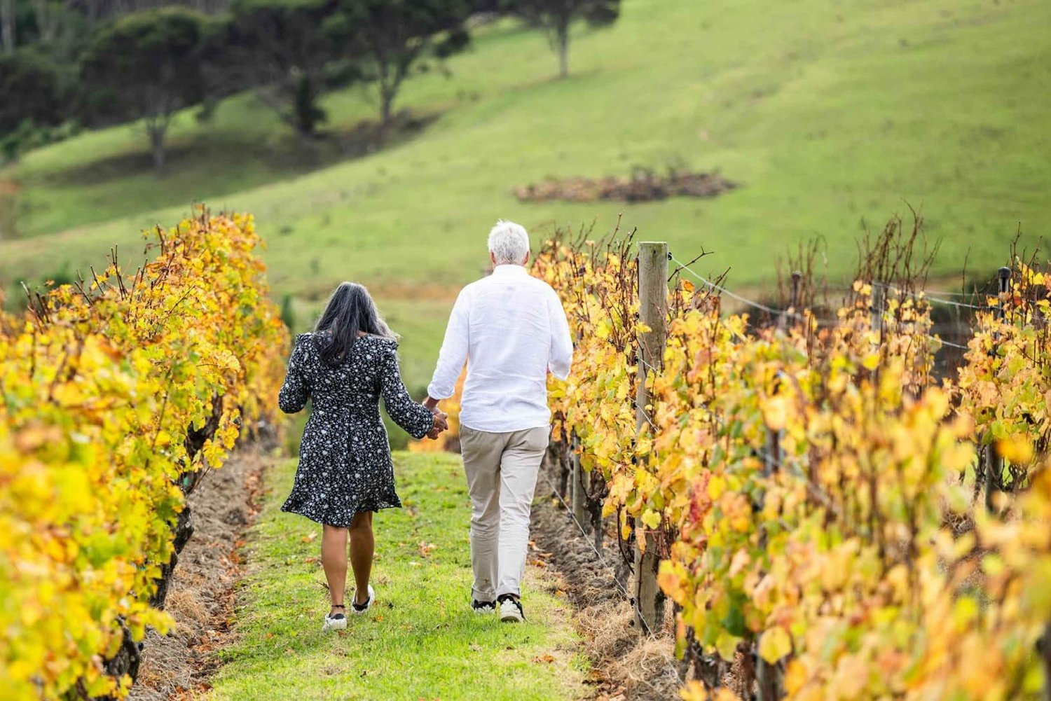 Au départ d'Auckland : Excursion d'une journée sur l'île de Waiheke (Taste Of Waiheke Island)