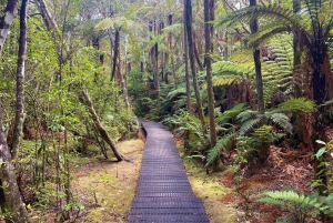 Från Auckland: Waitomo-grottan och Orakei Korako Gruppdagstur