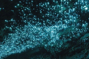 Desde Auckland: Excursión en grupo al Explorador de Cuevas y Gusanos Brillantes de Waitomo