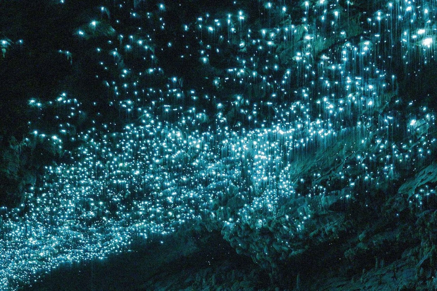 De Auckland Waitomo Glowworm & Cave Explorer Tour particular