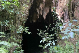 Z Auckland Waitomo Glowworm & Cave Explorer Wycieczka prywatna