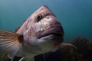 From Leigh: Goat Island Try Scuba Diving Experience