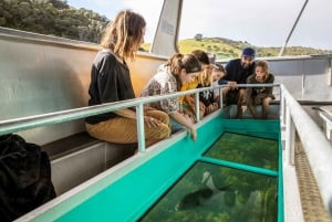 L'île de Goat : Tour en bateau à fond de verre