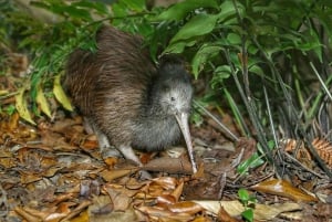 Kiwiness Tours - Famoso passeio de Kiwi ao norte de Auckland